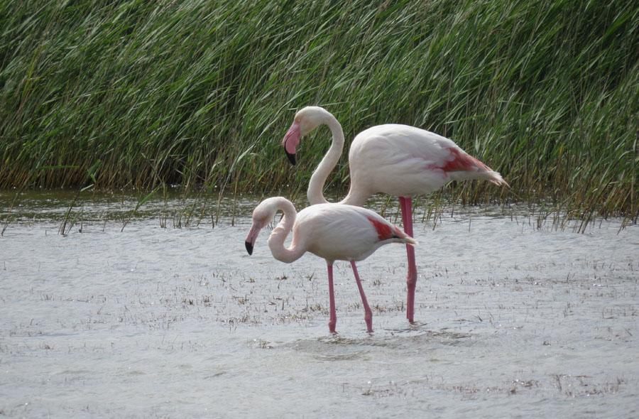 Större flamingo. Foto: Krister Nässén INLEDNING Camargue är ett stort floddeltaområde kring Rhônes två flodarmar som mynnar ut i Medelhavet strax söder om den historiskt intressanta staden Arles.