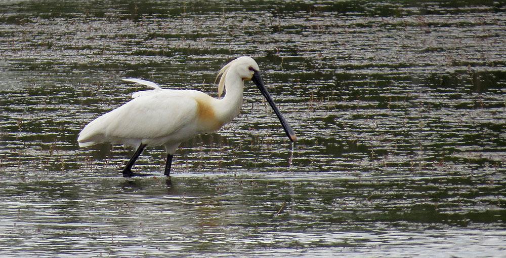 Skedstork. Foto: Krister Nässén Artlista fåglar 1 Grågås Anser anser anser 1 Marais du Grenouillet 14.5 2 Knölsvan Cygnus olor Observerad 3 dagar totalt med bl.a. 4 Les Saintes-Maries-de-la-Mer 11.