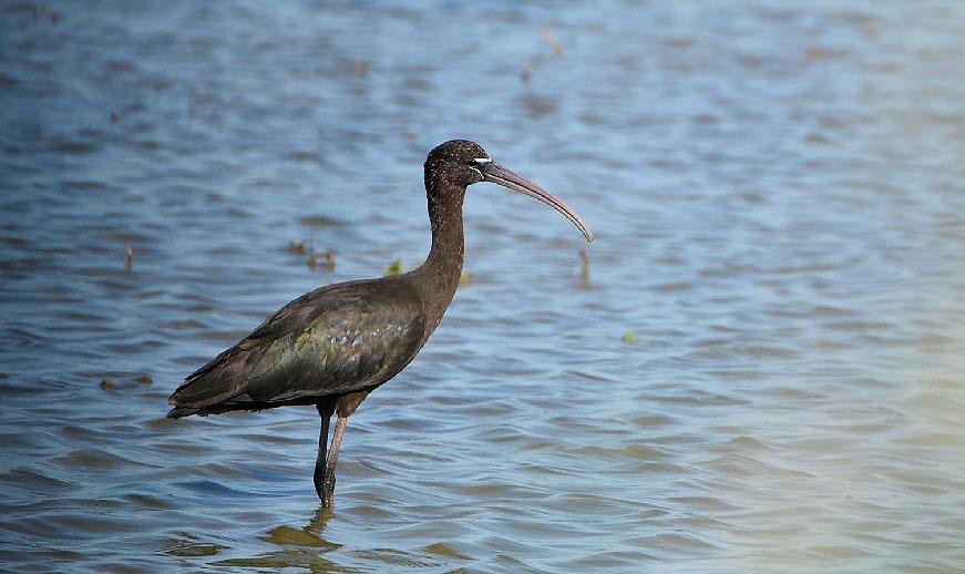 17 Bronsibis Plegadis falcinellus Resans stora överraskning! Arten har ökat exceptionellt snabbt i Camargue de senaste fem åren. Observerad 4 dagar totalt med flockar i risodlingarna längs vägen.