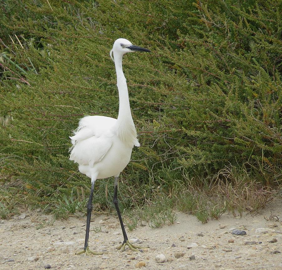 24 Purpurhäger Ardea purpurea purpurea 1 Marais du Vigueirat 10.5, 2 Observatoire du Mas Neuf 11.5, 2 Mas d'agon 11.5, 8 Scamandre 12.5, 2 Mas d'agon 12.5, 1 Marais du Grenouillet 14.