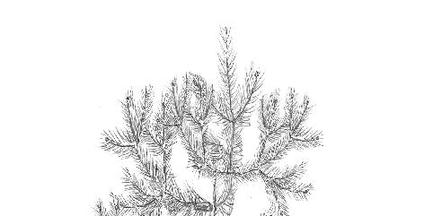 Figur 4. Illustration av två toppbetade plantor inventerade tidigt på våren.