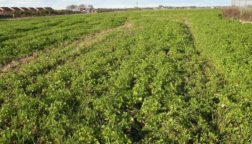 Miljöersättningen odling av fånggröda - orsaker till minskad anslutning samt inställning till att återuppta odlingen av fånggrödor - erfarenheter vid användning av oljerättika och vitsenap som