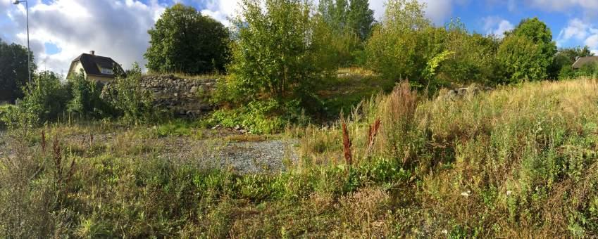 På vänster foto ses höstgullris och rödklint, på det högra fotot gatrödtoppa. Delområde 2 Naturtyp: Lövdunge Skyddsvärda arter och strukturer: Ask (EN), skogsalm (CR), lönn, lind (S).