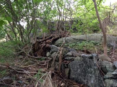 NVI centrala Öckerö, Öckerö kommun. Naturcentrum 2015 grova träd samt strukturer som död ved är ringa.