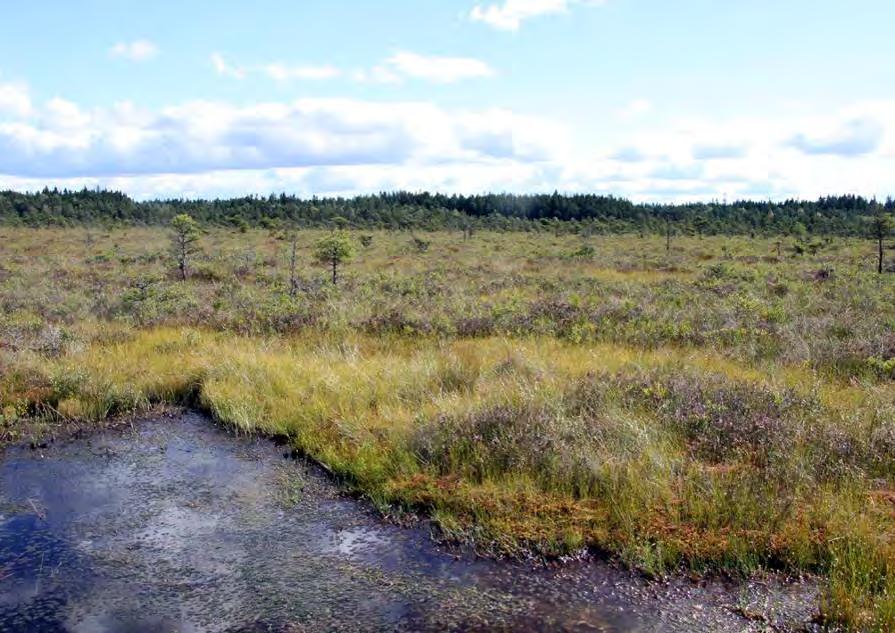 De negativa arterna indikerar ett torrare växtsamhälle, mer högvuxen vegetation eller att myrmarken börjar tas över av skogsarter.