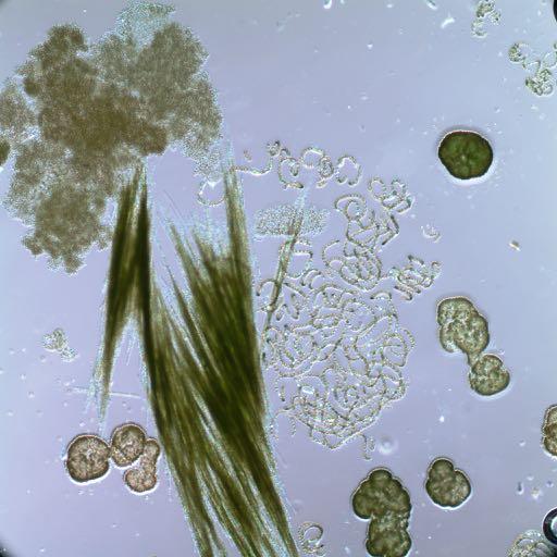 Växtplankton i sjöar Cyanobakterier som algblomningsindikator Förslag: Använd biomassa istället för andel Koppla