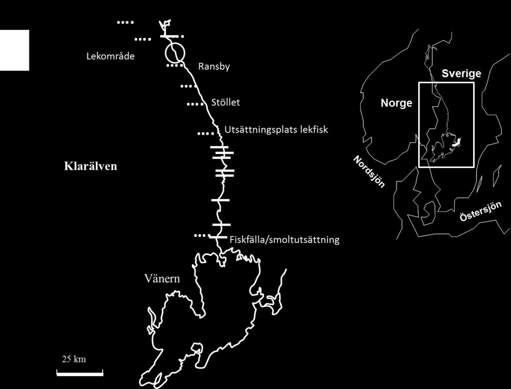 Flera stationära loggrar placerades vid Edsforsen för att kunna beskriva keltens beteende vid dammen, särskilt vilken väg som de använde när de simmade förbi dammen.