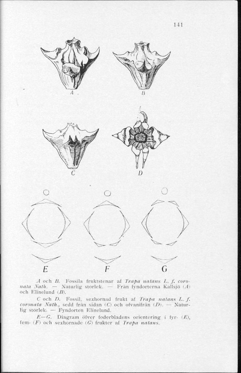 141 o o o.1 och B Possila fruktstenar al Trapa ualaiis I /. coro nata \ath Naturlig storlek - Frän (vndortcrna Kallsjö i.a) och Elinelund (B). C och D. Fossil, sexhornad frukl al /in/"t i/titiiii* /.