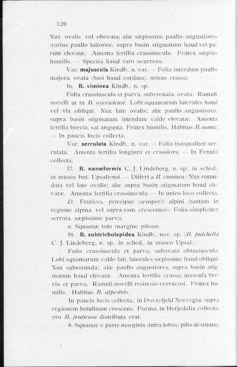 120 Xux ovalis vel obovata; akc sa.'pissime paullo angustiores ranns paullo latiores), supra basin stigmatum haud vel parum clevauc. Amenta ferlilia crassiuscula. Frutex ssepius huinilis.