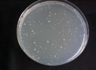 Revertants mg -1 dry soil 7 6 5 4 3 2 1 Mutagenic potenicies in fractions strain