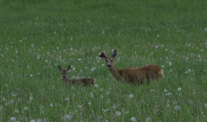 Vandring i Bogesunds vackra naturreservat. Söndagen den 8 oktober kl. 10.00 Söndagen den 8 oktober kl. 10.00 kan du följa med på en ca 6 km lång vandring på Bogesundslandet i blandad terräng med hagmyrar, ekskogar och höga berg.
