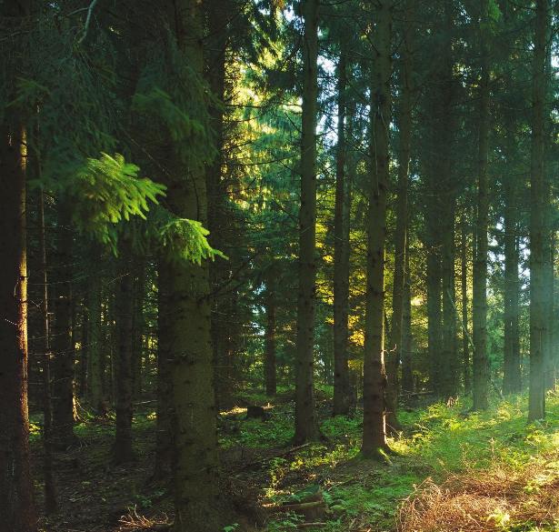 Smålands mörka skogar är vårt ursprung. Här hämtar vi vår inspiration, kunskap och tradition.