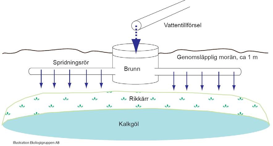 Gölgroda finns i samtliga dessa våtmarker. I två av dem (7 och 16) finns också gulyxne. Objekten 7 och 14 16 är värdefulla rikkärrsmiljöer.