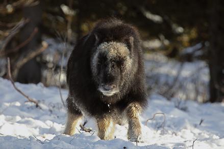 Nationalparksprocess pågår men vad innebär det? Sedan 2015 pågår en nationalparksprocess för området Vålådalen-Sylarna-Helags.