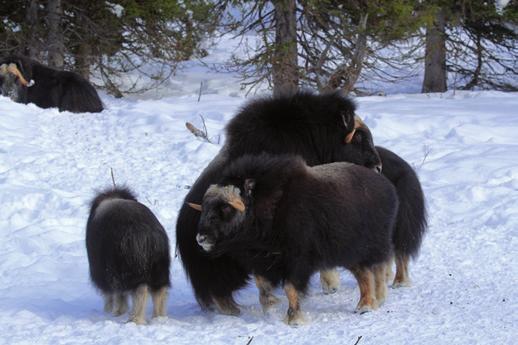 En beredningsgrupp som består av representanter för Tåssåsens, Handölsdalens och Mittådalens samebyar, Bergs och Åre kommuner, Jämtland Härjedalen Turism, Sametinget, Länsstyrelsen Jämtlands län och