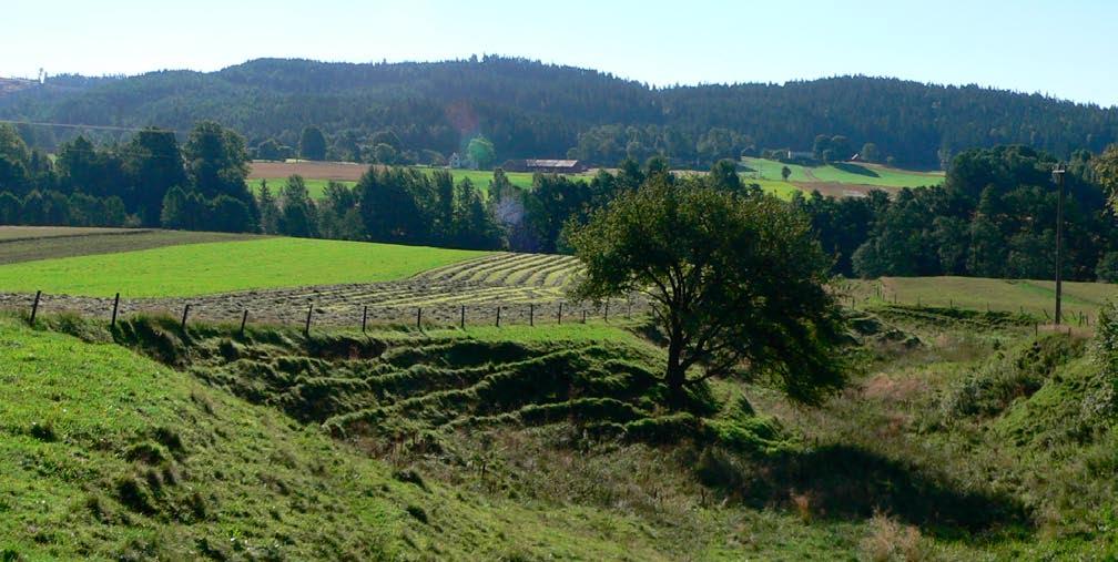 Naturvärden Områdets naturvärden framgår utförligare i Storåns dalgång, naturinventering nov 2005. I utredningen ges exempel på åtgärder för att bevara dalgångens naturvärden.