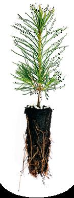 Våra plantor Vi erbjuder två olika planttyper. Oavsett vilken du väljer så får du plantor som ger stabila träd och skogar med god tillväxt. SCA kan också hjälpa dig med planteringsarbetet.