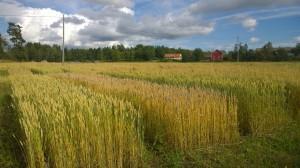 Skördarna 2015 Veteskördens medel ligger i år på 3,4 ton/ha. Bäst avkastade Demonstrant med skörd 4050 kg/ha och lägst skörd blev det för lantsorten Pika på 2405 kg/ha.