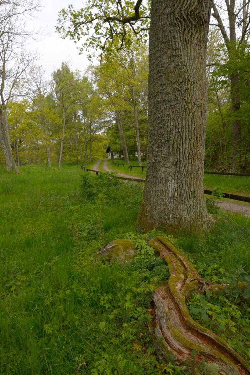 IVETERIG OCH SAMMASTÄLLIG AV ARTER BLOMMERÖD, HÖÖRS KOMMU