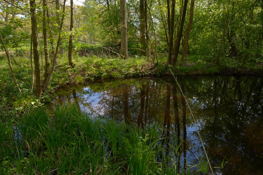 reproduktionslokal för flera groddjur. Åkergroda och vanlig groda skulle kunna reproducera sig här i viss omfattning och för vanlig padda är småvattnet ganska lämpligt.