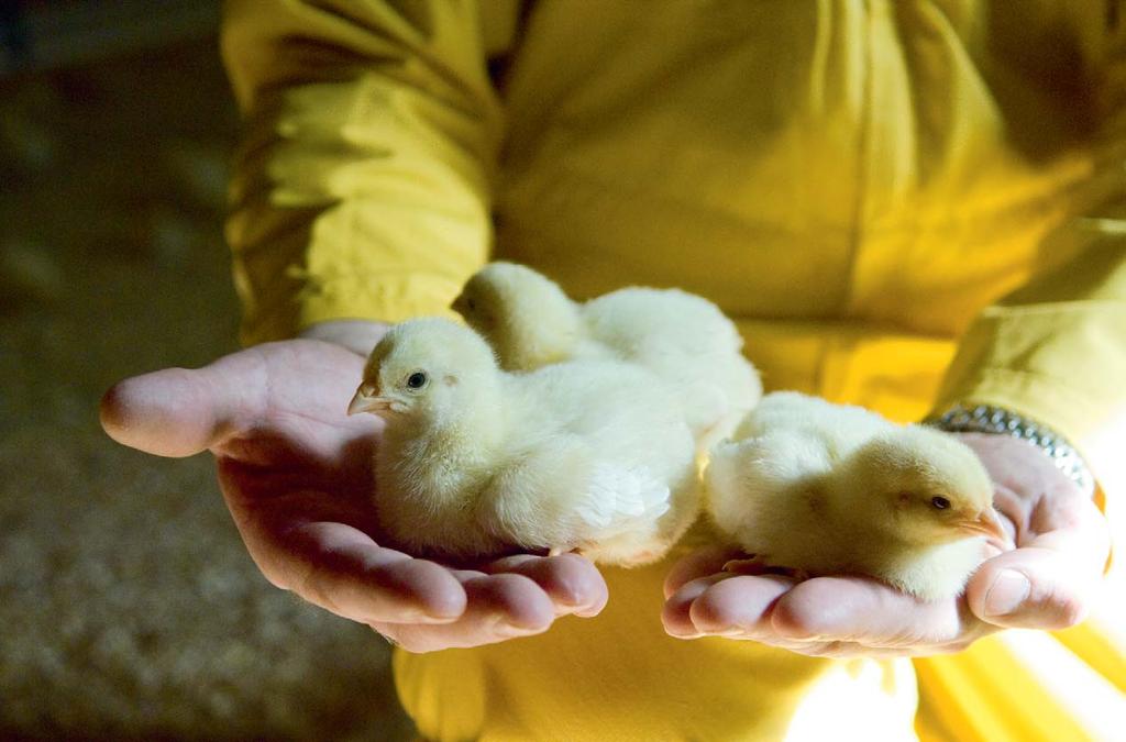 Gula, duniga små kycklingbollar pilar snabbt över kutterspånet och pickar hela tiden i sig foder.