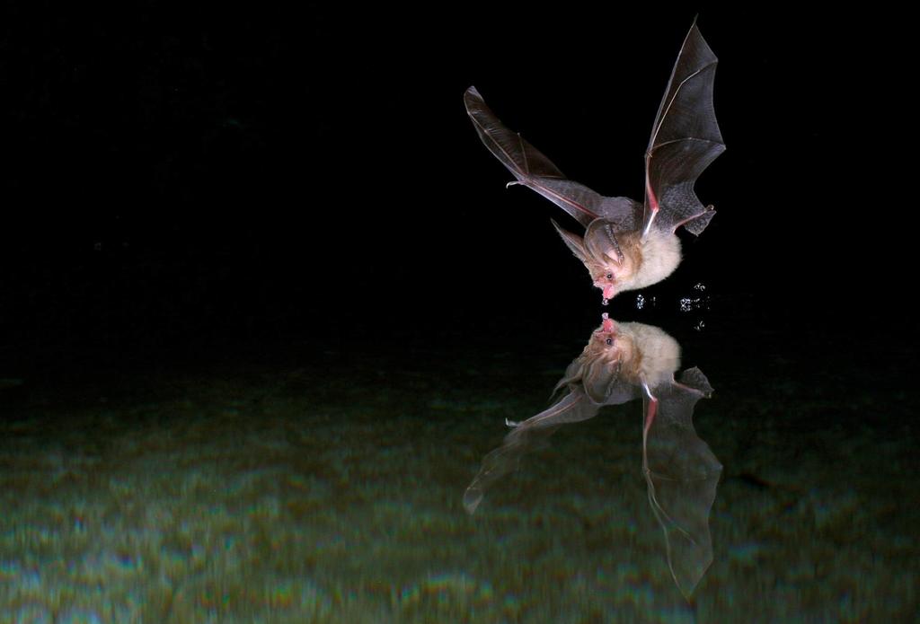 Fladdermöss Bat Mode -Anpassning av drift till högriskarter ger 60-90 % lägre dödlighet -Verk får stå stilla