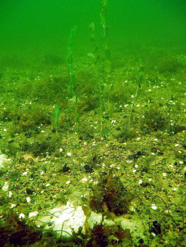 Syfte Syftet med den marinbiologiska undersökningen var att göra en naturvärdesbedömning av områdets grunda och djupa sand- och grusbottnar samt några av dess grunda hårdbottnar.