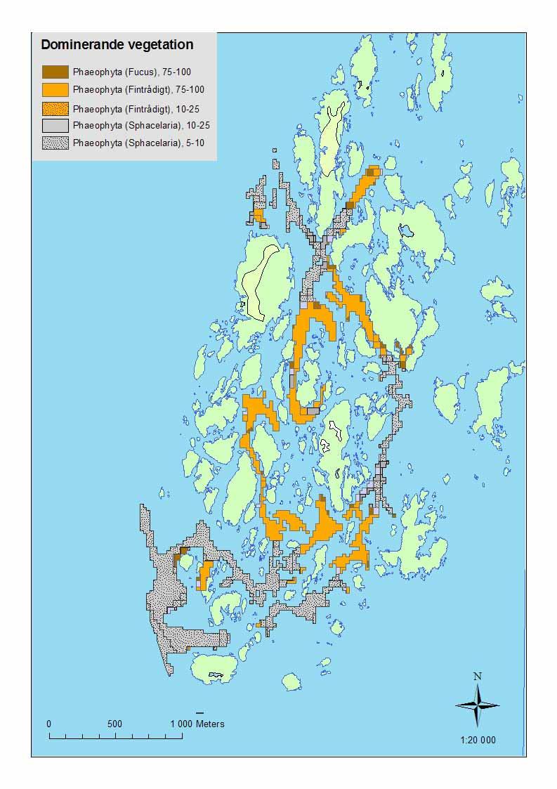 Bottensamhällena i undersökningsområdet dominerades av brunalger (figur 7). De grundare områdena täcktes av fintrådiga brunalger, framför allt trådslick. Blåstång dominerade lokalt bottensamhällena.