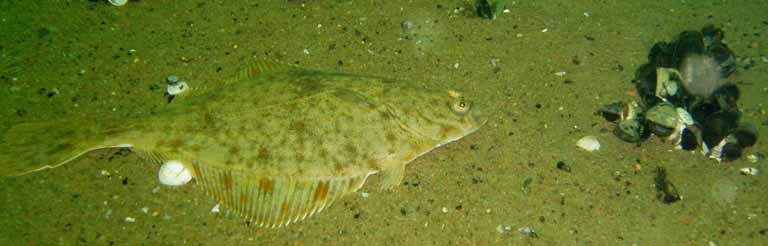 Bild 10. Skrubbskädda på sandbotten med öar av blåmusslor, transekt SN D8. Foto: S. Qvarfordt. Fisk Det fanns gott om smörbult (Gobidae spp.) i området.