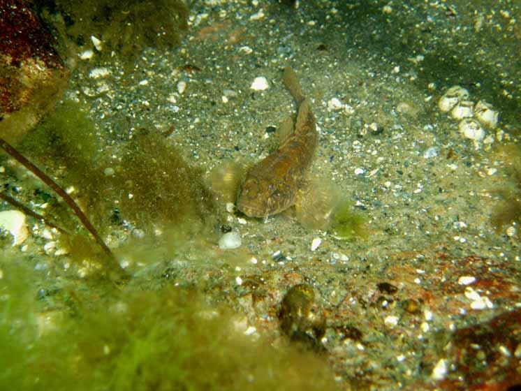 Slutsatser Det undersökta området mitt i Stora Nassa skärgård är väl skyddat för vågor och vind, vilket resulterar i sedimentrika bottnar.