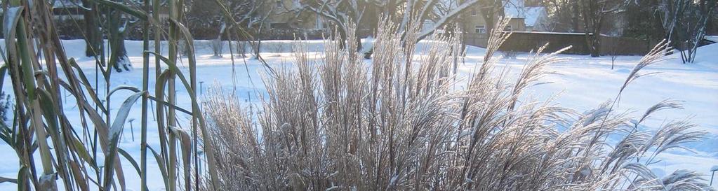 Även gräs är bra stomväxter, till exempel Calamagrostis x acutiflora (tuvrör) som är en väldigt tålig art. Den är vacker länge, tål lite salt och den klarar även torrare perioder (a.a).