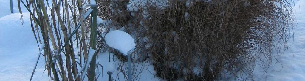 Gräset Miscanthus (miskantus) har vackra vinterståndare som står kvar fast det är snö (se Bild 2). Det går också utnyttja vedartade växter för att förlänga säsongen, t.ex.