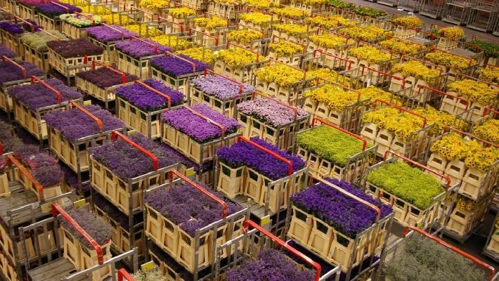 Blomsterparken Keukenhof (39.6 km) I Lisse, i närheten av Leide, ligger världens största blomsterpark, Keukenhof. Parken täcker ett område över 7.000.