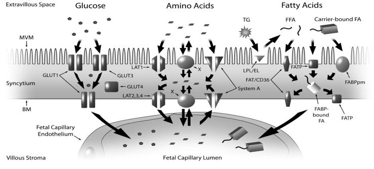 Source: Placental