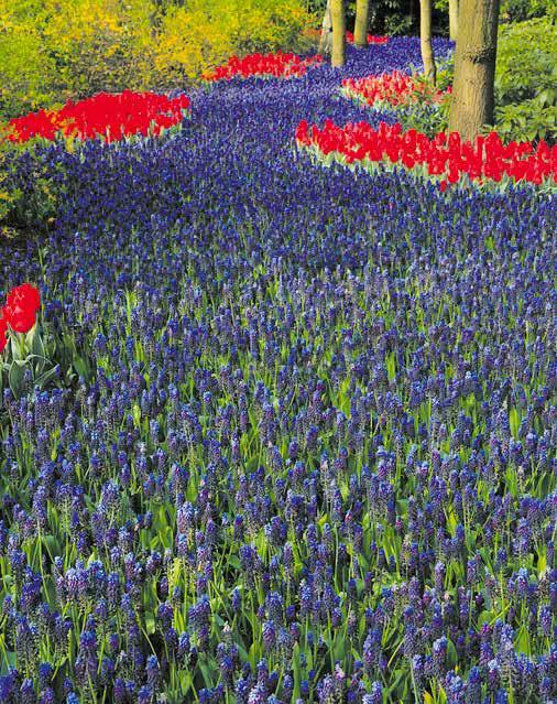 Holland Möt våren i ett blomstrande Holland FÖLJ MED på en riktig upplevelseresa till tulpanernas land.