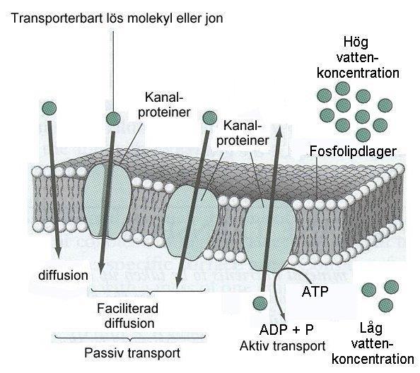 Transport