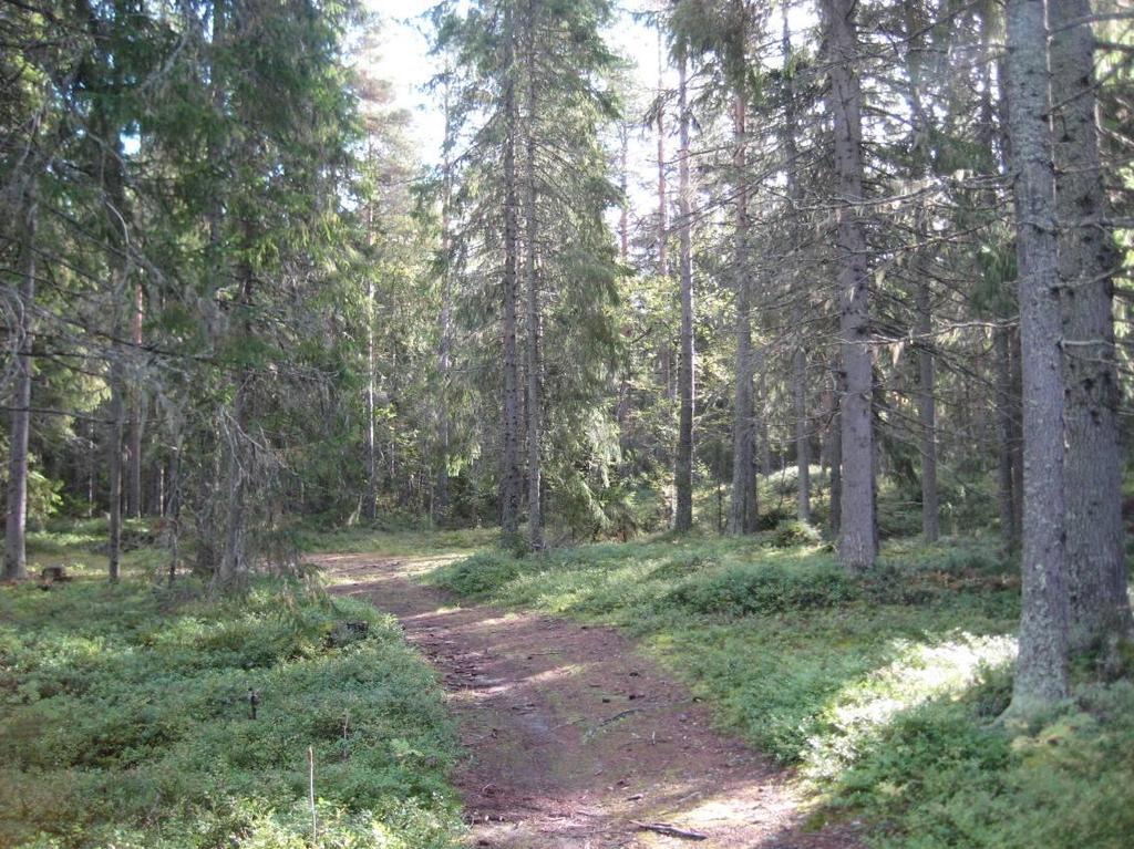 Figur 1. Största delen av det inventerade området utgörs av en ca 80-årig, grandominerad barrblandskog med rikligt inslag av tall (Pinus sylvestris).