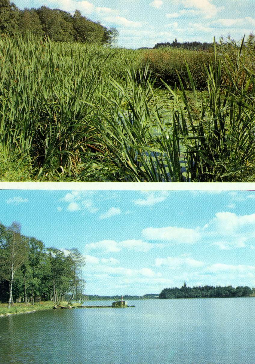 Local Alarm bell Lake Trummen restoration