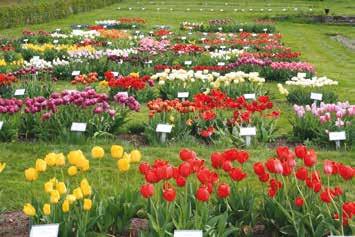 Läs mer på tingsrydtravet.com Wonderful flowers in a beautiful garden with lovely views.