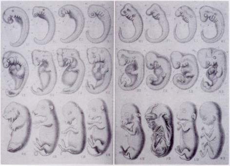 neuroblastom. Mutationer i molekyler som styr epigenetik.