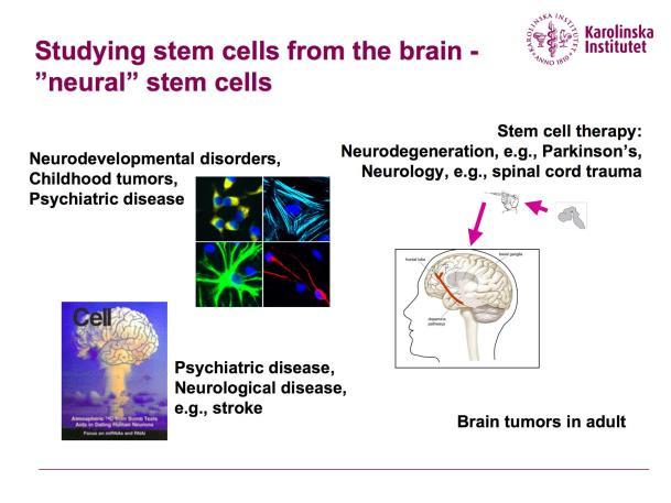 Vad är en stamcell?