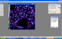 celltyper Stamceller påverkas av