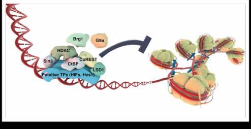 De viktigaste epigenetiska mekanismerna: DNA metylering (till exempel imprinting (äldre prägling))