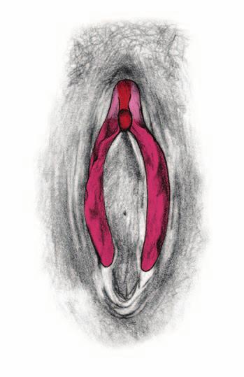 Kopieringsunderlag Venusberget Klitorisollon Yttre blygdläppar Inre blygdläppar Klitoris förhud Yttre blygdläppar Slidöppning med slidkrans Inre blygdläppar Kvinnans yttre könsorgan Klitorisskaftet