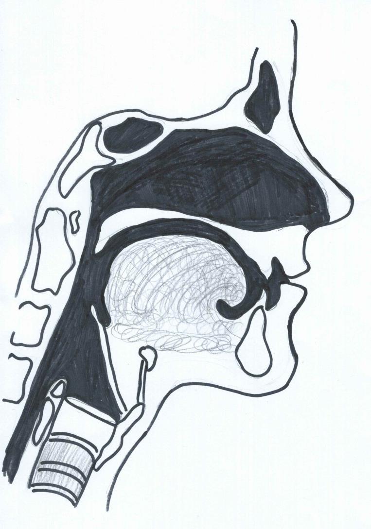 Bild 4. Ansatsrör och resonansutrymmen. 2.2 Röststörningar Vid röststörningar har samarbetet mellan röstorganen satts ur spel på något vis (Hartelius et. al., 2008).