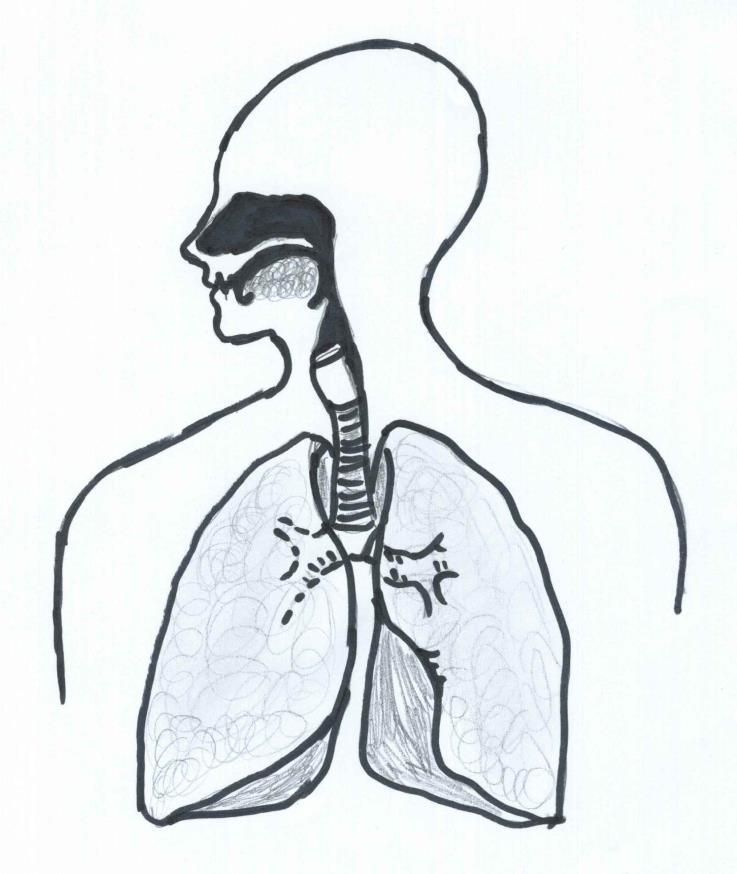 2. Bakgrund I detta kapitel vill jag ge läsaren en bild av hur ett struphuvud (larynx) ser ut, hur ljud produceras samt vilka röststörningar som är de allra vanligaste, oavsett yrkesgrupp.