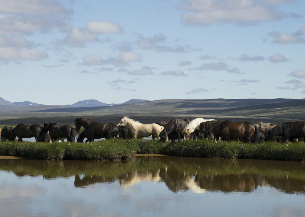 Islandshästen - nyckeln till Islands natur, kultur och historia Islandshästen kom till Island under 900-talet tillsammans med de första nybyggarna från Skandinavien.