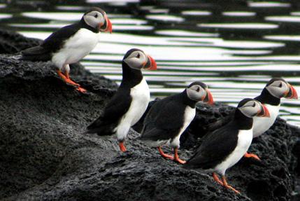 2e ALVTUREN Naturväsen är viktiga på Island. På den här turen ser vi några platser som bebos av detta dolda folk. Lätt lunch ingår.