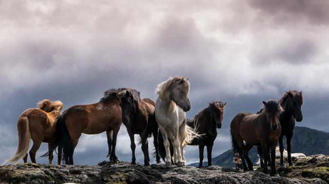 Ridning: 2-6 timmar med pauser. 8d NORRSKENSTUREN Ridning, Avkoppling och Norrsken 8e 30a 30b Under den här turen ges möjlighet att ta del av många av våra halvdagsturer samt vår heldagstur 5B.