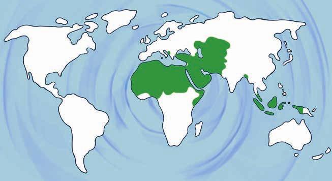 I många europeiska huvudstäder, såsom Paris, London och Berlin, finns ett stort antal moskéer och flera stadsdelar där en stor del av invånarna